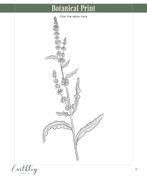 Yellow Dock botanical print coloring page with line drawing of yellow dock plant
