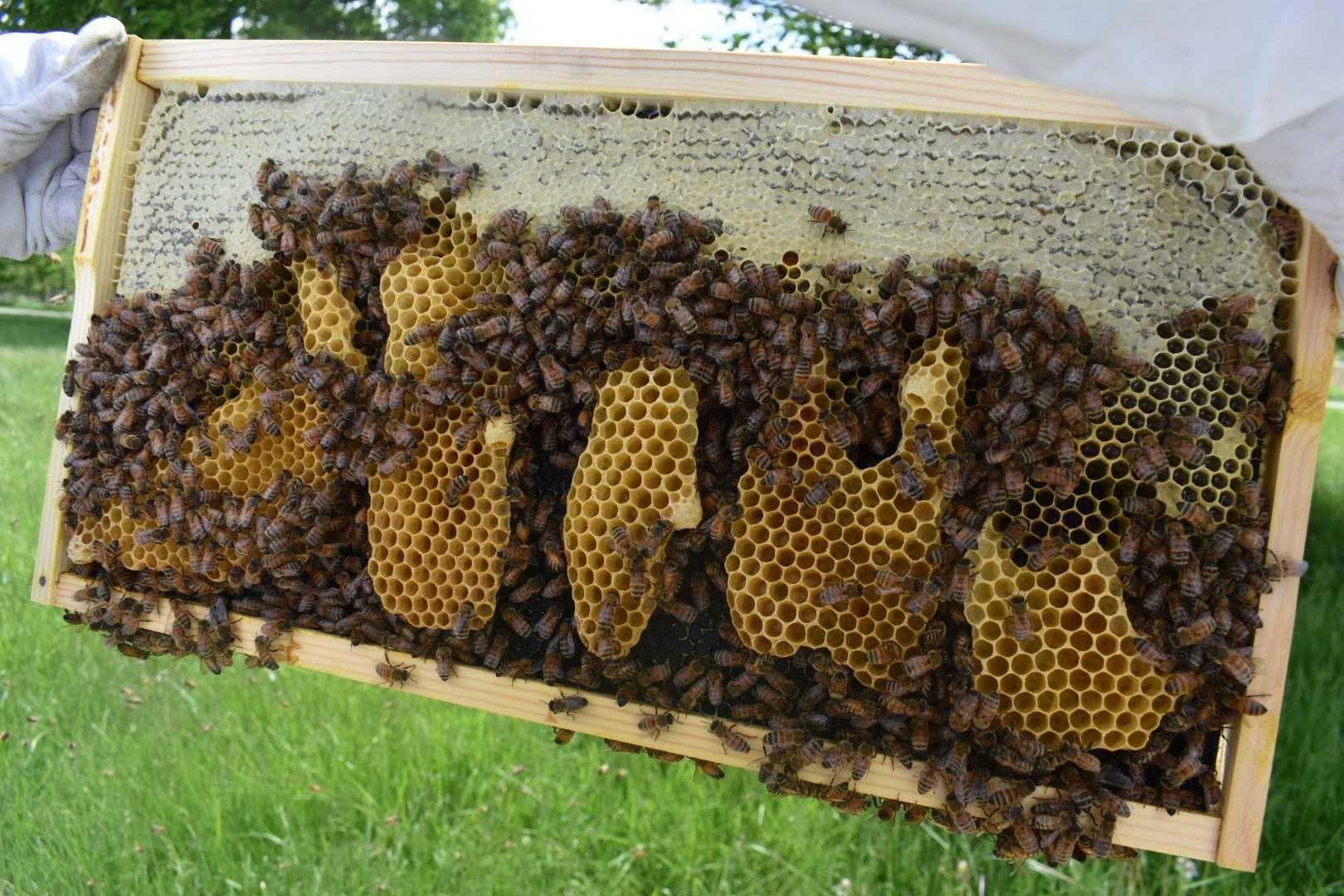 Beekeeper holding wooden frame filled with honeycomb and hundreds of busy honeybees in outdoor apiary
