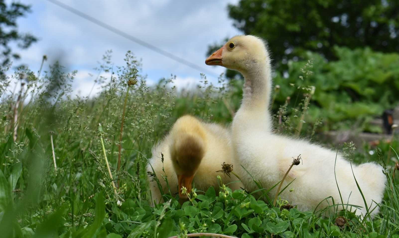 Young goslings resting in lush green grass and wildflowers on a sunny day