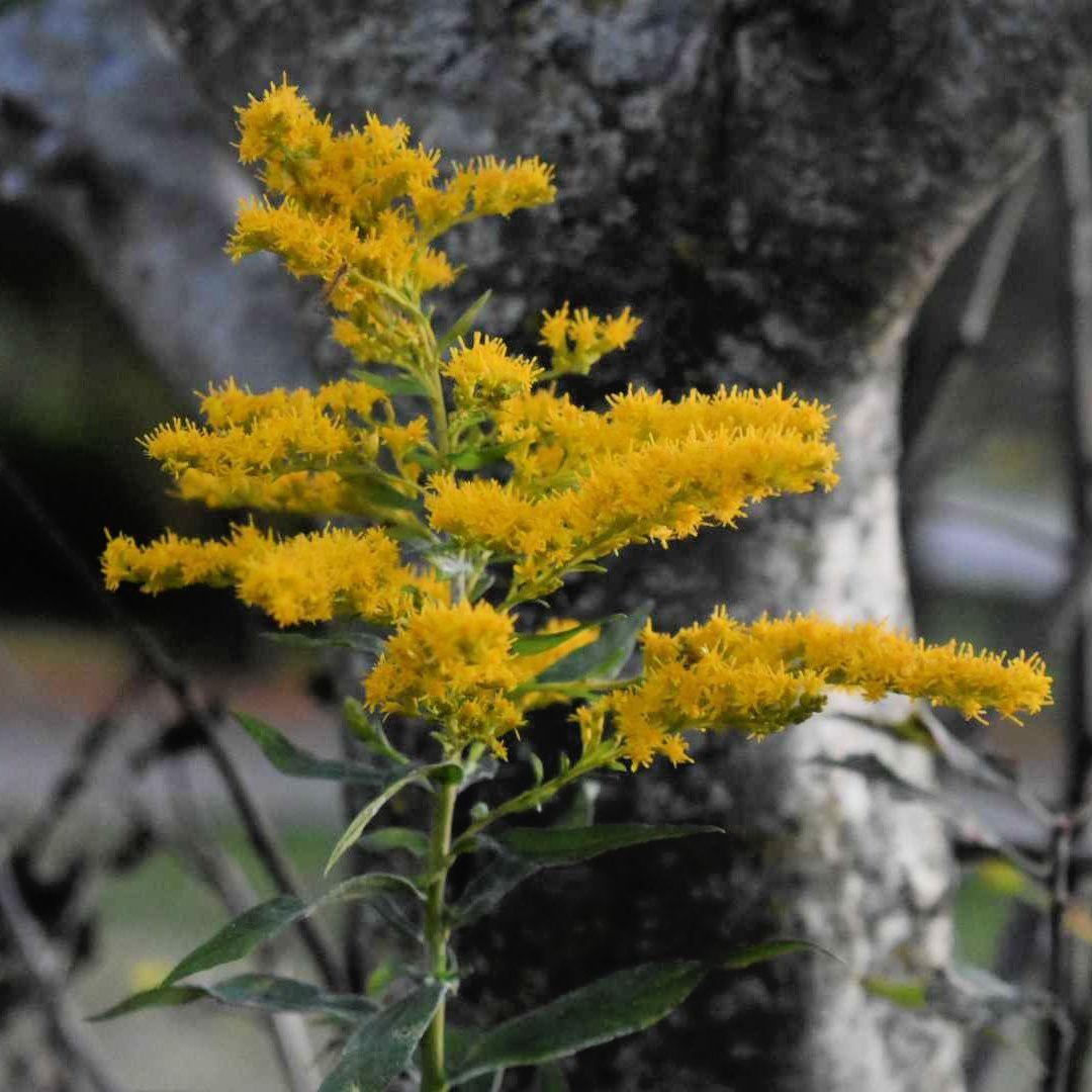 Bright yellow goldenrod flowers blooming on green stems in natural outdoor setting
