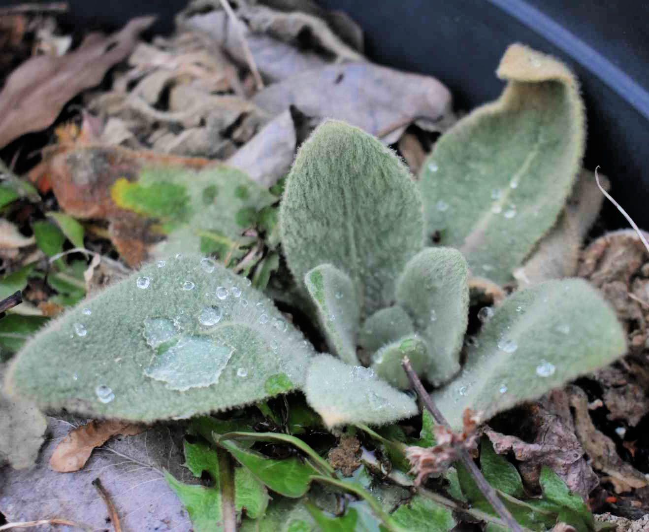 Fresh mullein leaves with morning dew drops growing among fallen autumn leaves in natural habitat