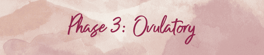 Phase 3 Ovulatory menstrual cycle header card with pink watercolor floral background