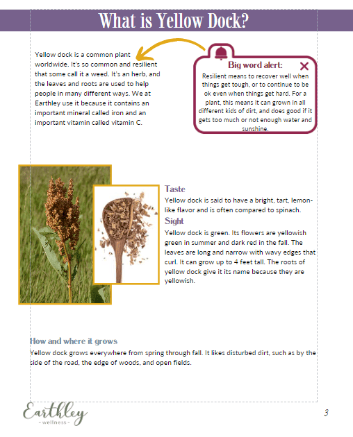 Yellow Dock Mini Family Guide page explaining what yellow dock is with plant photos and educational text