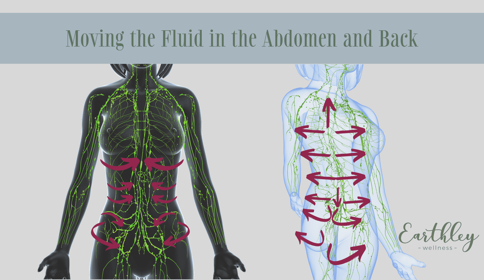 Moving the Fluid in the Abdomen and Back lymphatic massage instruction diagram showing front torso and back with circular massage pattern directions