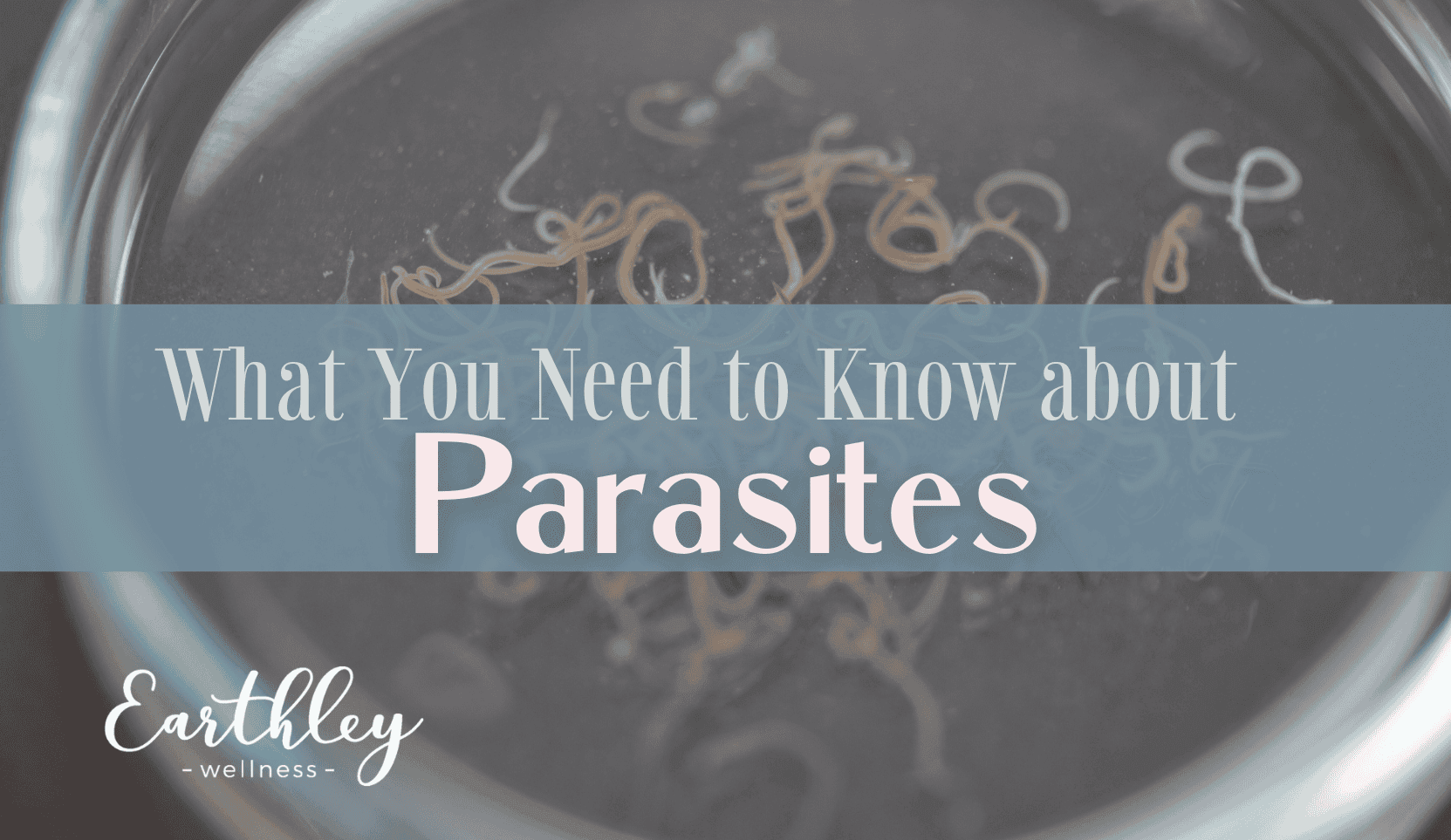 What You Need to Know about Parasites blog header showing parasitic worms in jar