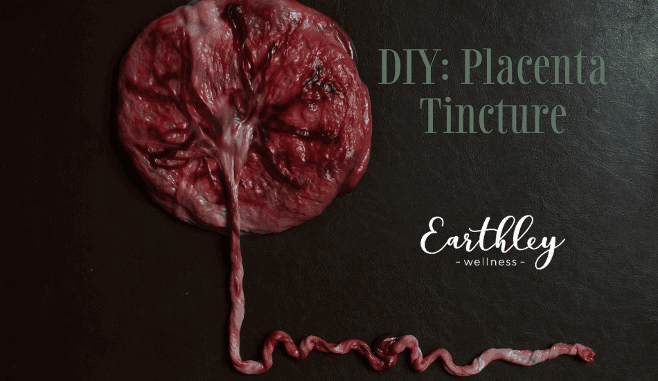 DIY Placenta Tincture recipe header with black slate background showing deep red placenta organ with umbilical cord in artistic presentation