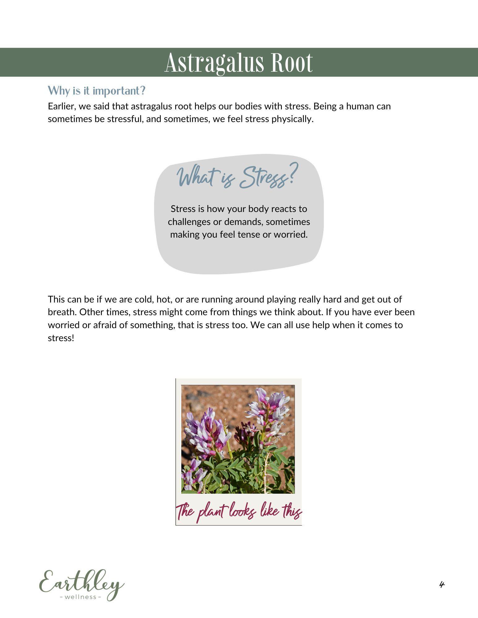Earthley Astragalus Mini Family Guide page 6 showing tan dried astragalus root slices in circular pile on white background with text about traditional uses on cream background