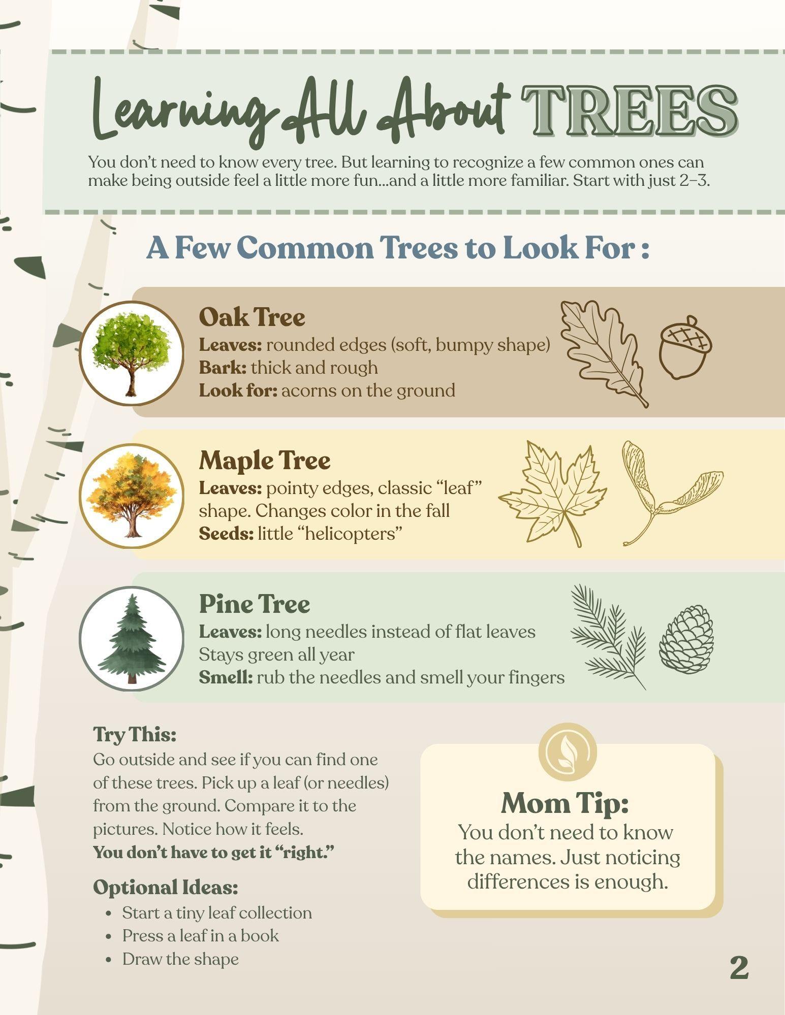 Educational infographic about identifying common trees: oak, maple, and pine with leaf shapes, bark descriptions, and nature activity suggestions
