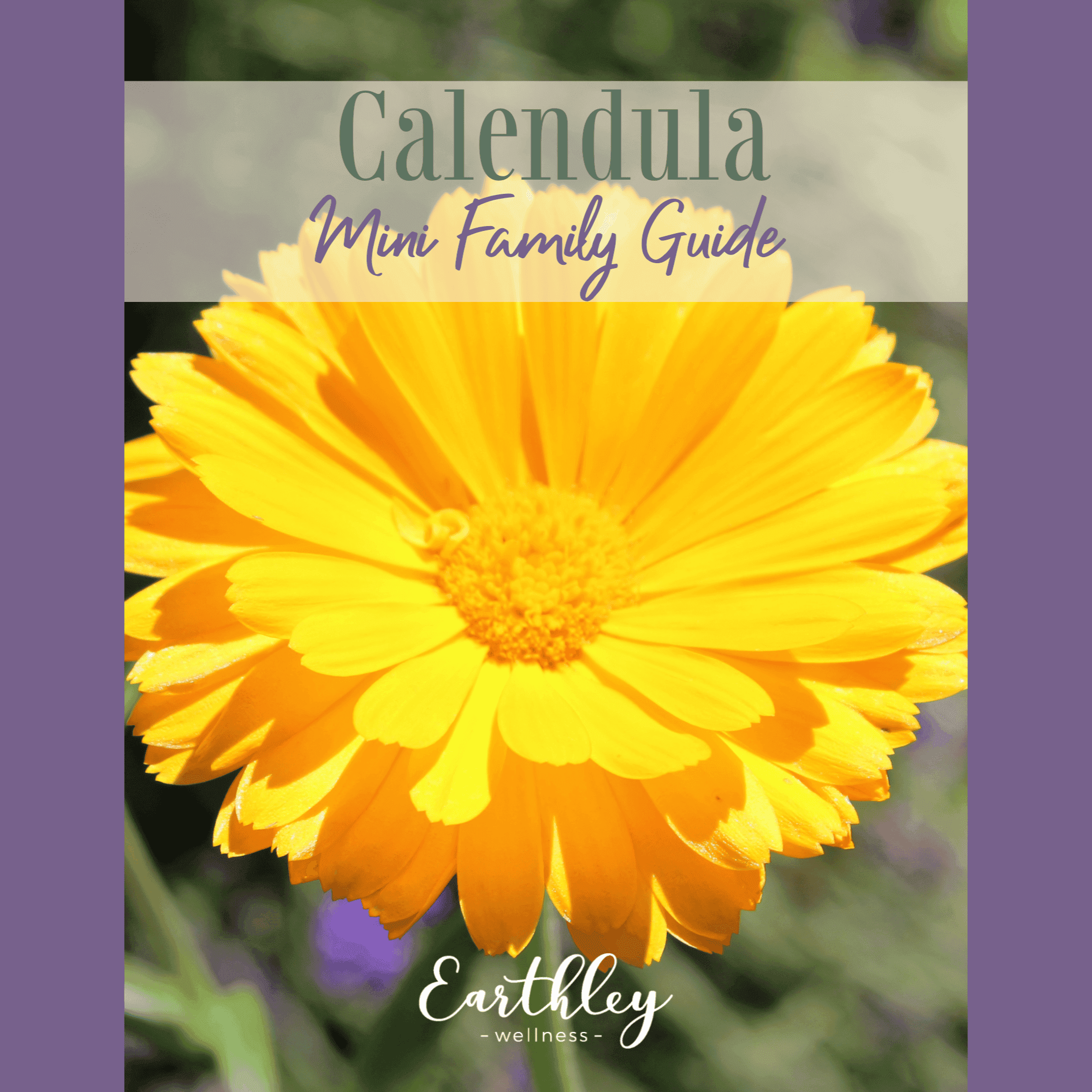 Calendula Mini Family Guide cover featuring bright yellow-orange calendula flower in full bloom closeup with green leaves in soft focus background