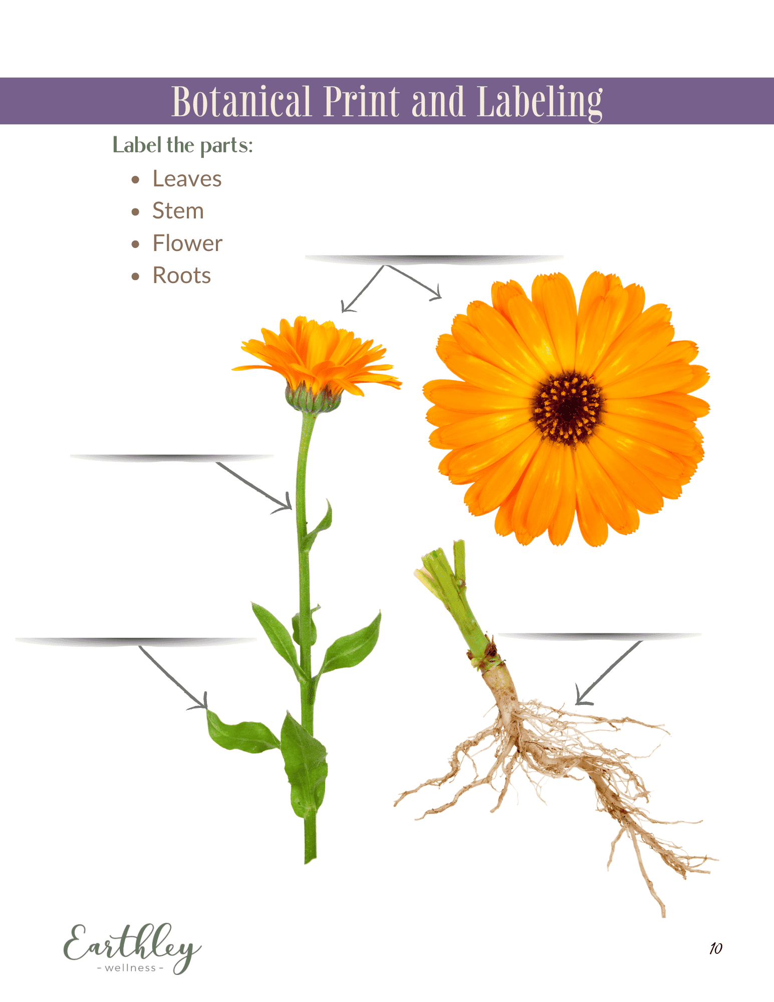 Calendula Mini Family Guide label it educational guide displayed for reference