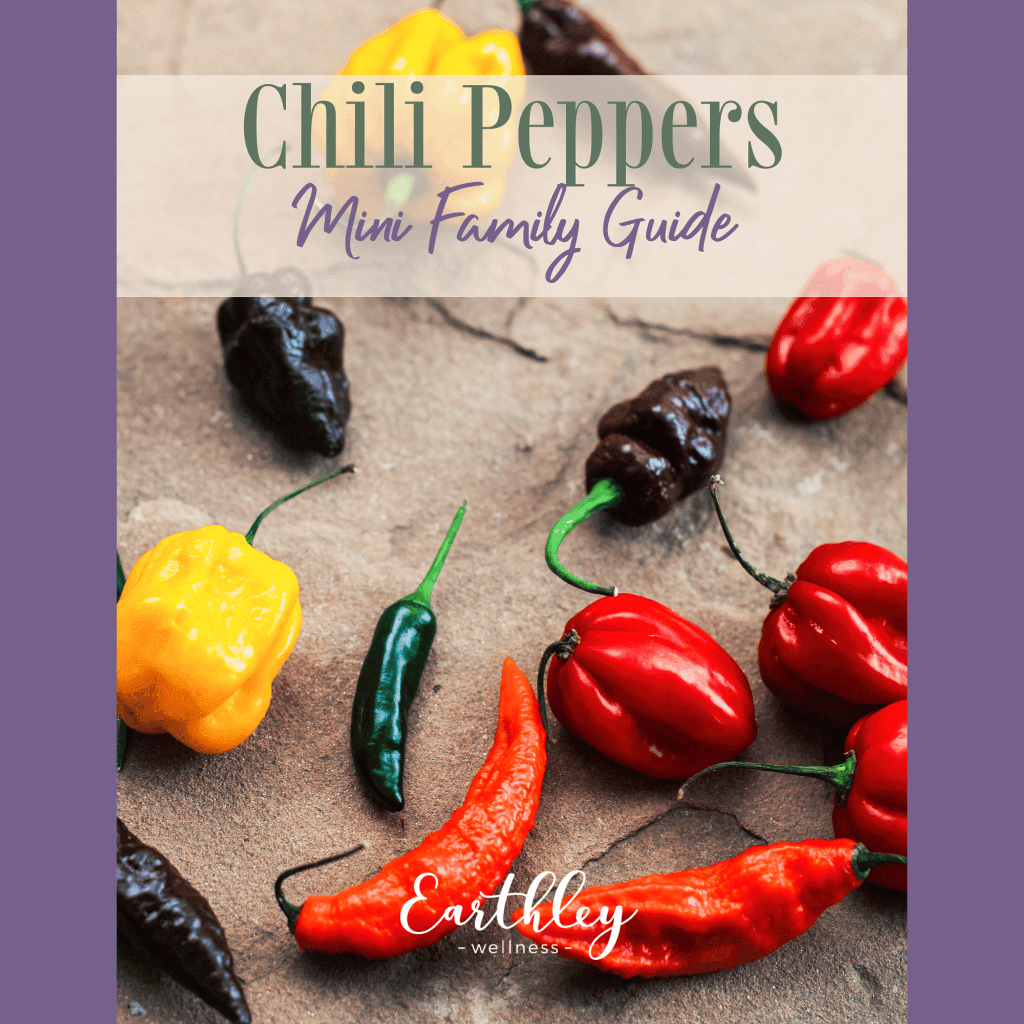 Chili Peppers Mini Family Guide cover featuring colorful assortment of chili peppers in red yellow orange green and brown chocolate habanero varieties on gray surface
