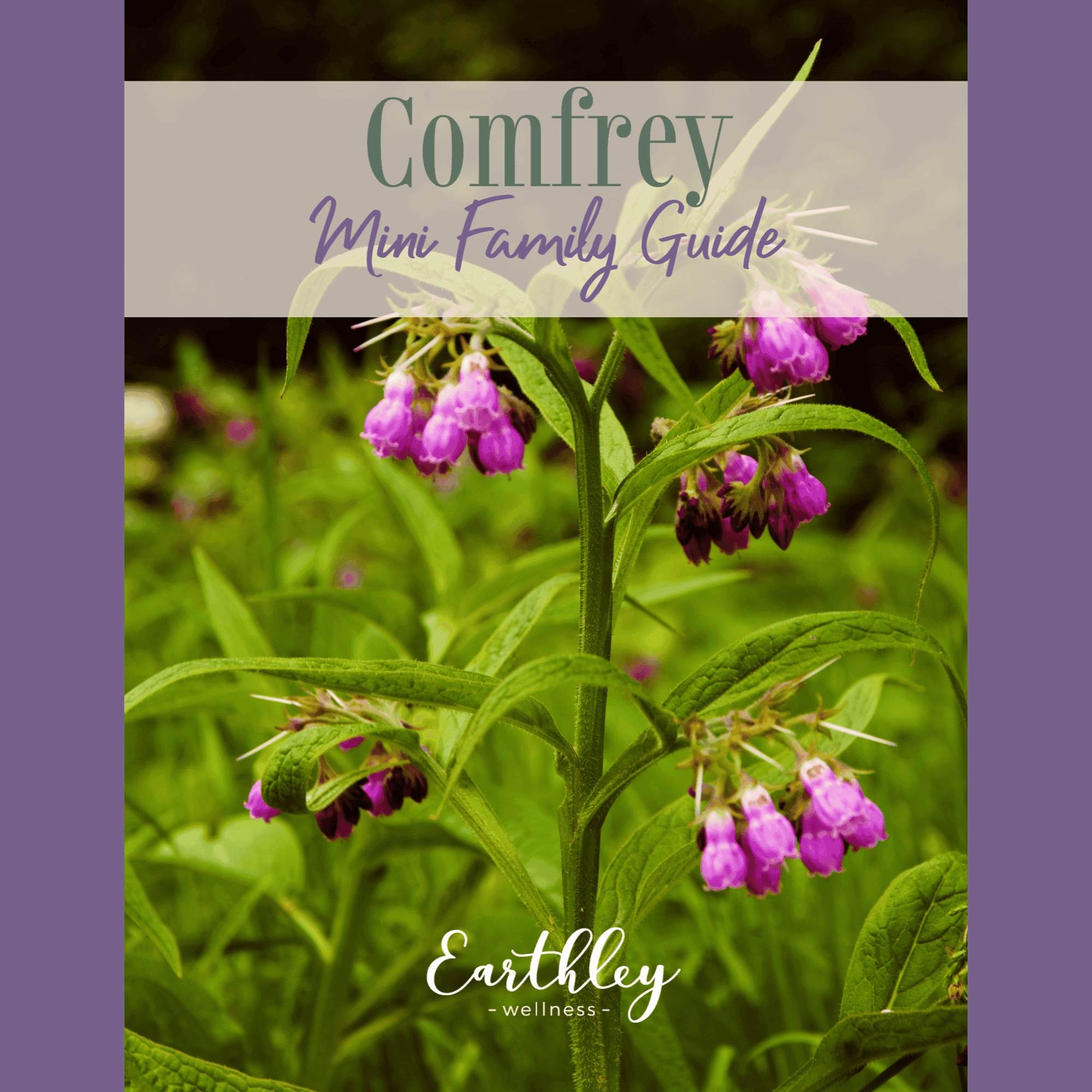 Comfrey Mini Family Guide cover featuring bright pink purple comfrey bell-shaped flowers with green leaves and purple header banner