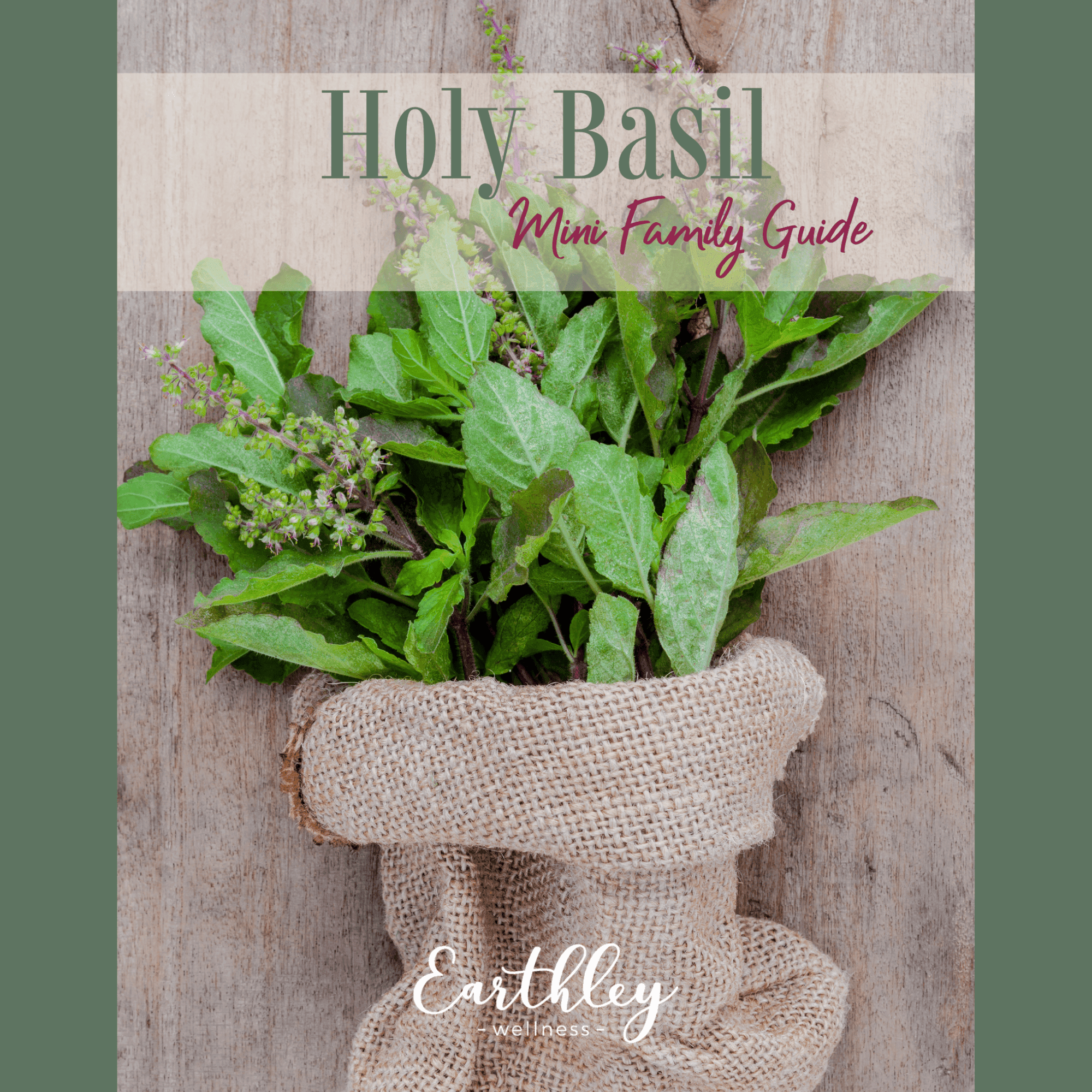 Holy Basil Mini Family Guide cover featuring fresh holy basil bunch wrapped in burlap against wooden background