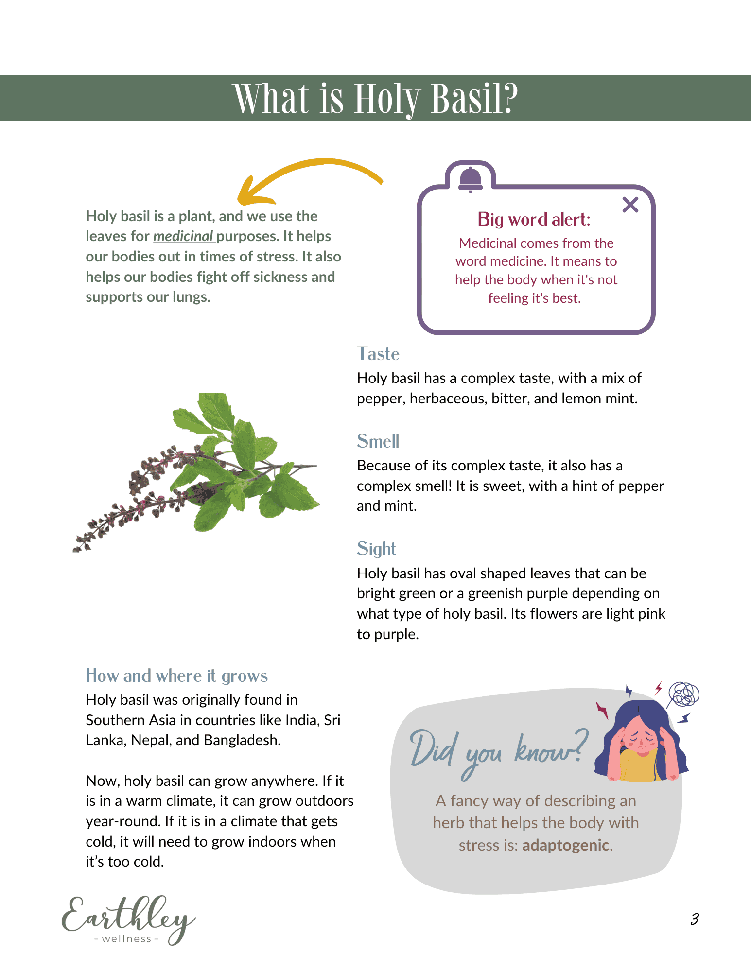 What is Holy Basil educational page showing purple and green holy basil plant illustrations with sections on Taste Smell and Sight describing the herbs complex peppery herbaceous flavor oval bright green to purple leaves and light pink to purple flowers plus Big Word Alert explaining medicinal and adaptogenic terms