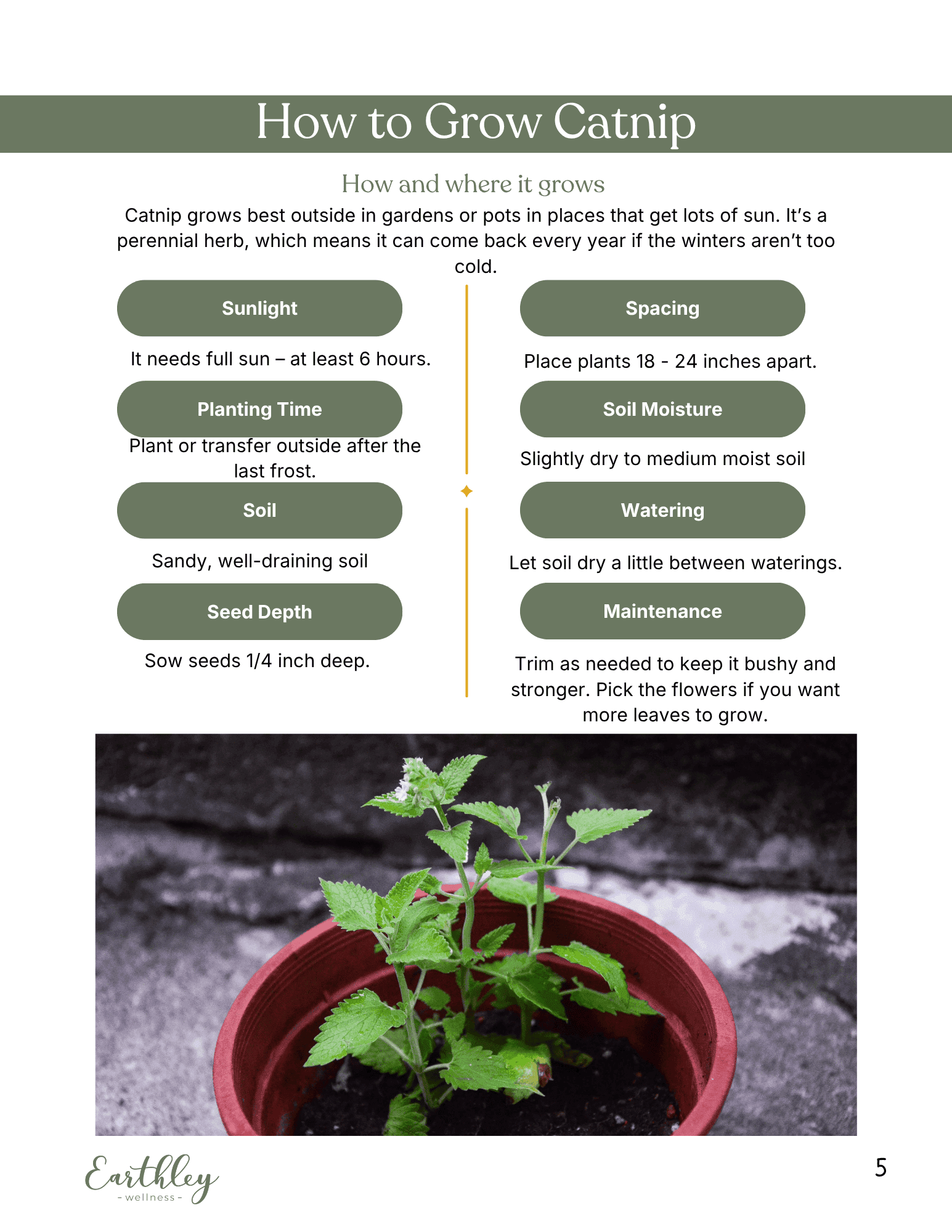 How to Grow Catnip instructional guide page showing illustration of gray tabby cat with catnip plant and growing tips from Earthley Wellness