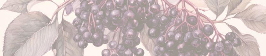 Fresh elderberries hanging from branches with green leaves in soft natural lighting