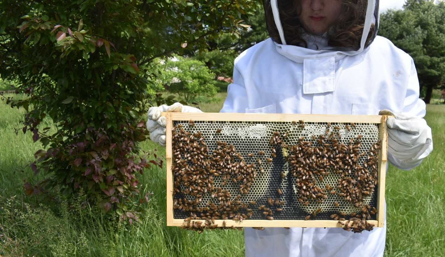 Beekeeper in white protective suit holding honeycomb frame covered with bees in outdoor garden setting
