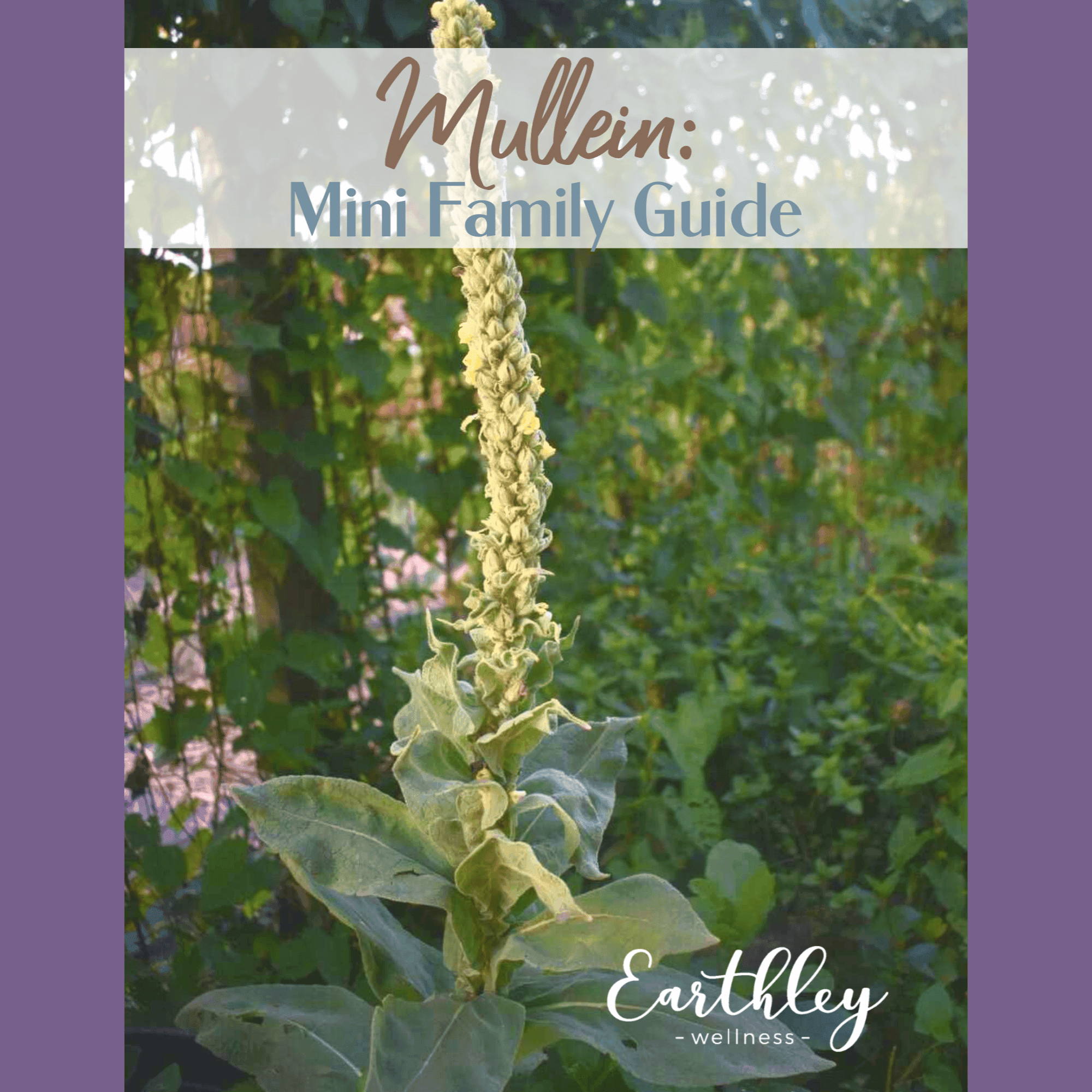 Mullein Mini Family Guide cover featuring tall mullein plant with yellow flower spike