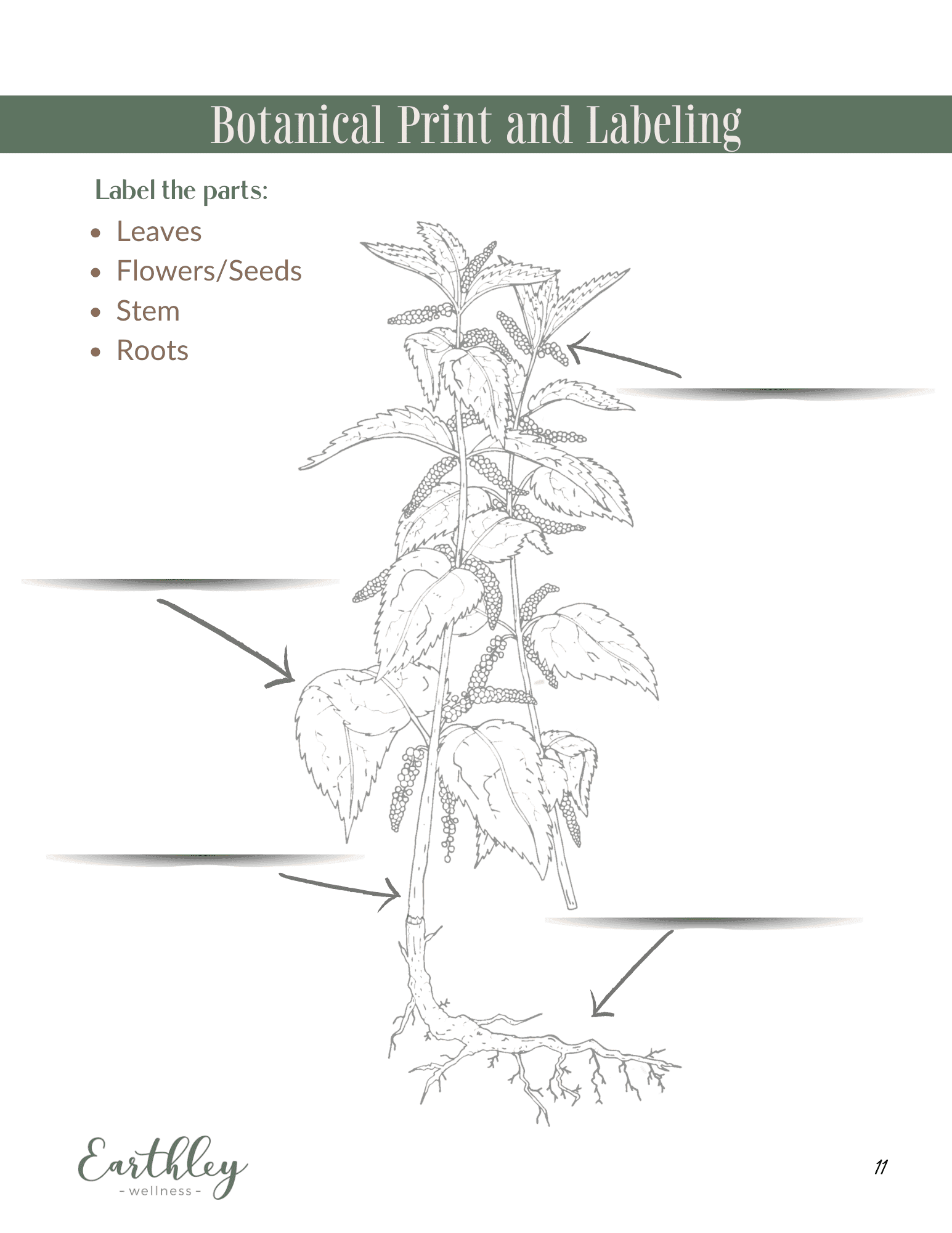 Nettle Mini Family Guide botanical print and labeling activity page with sage green header and gray line drawing of nettle plant showing leaves flowers stems and roots with black arrows pointing to parts