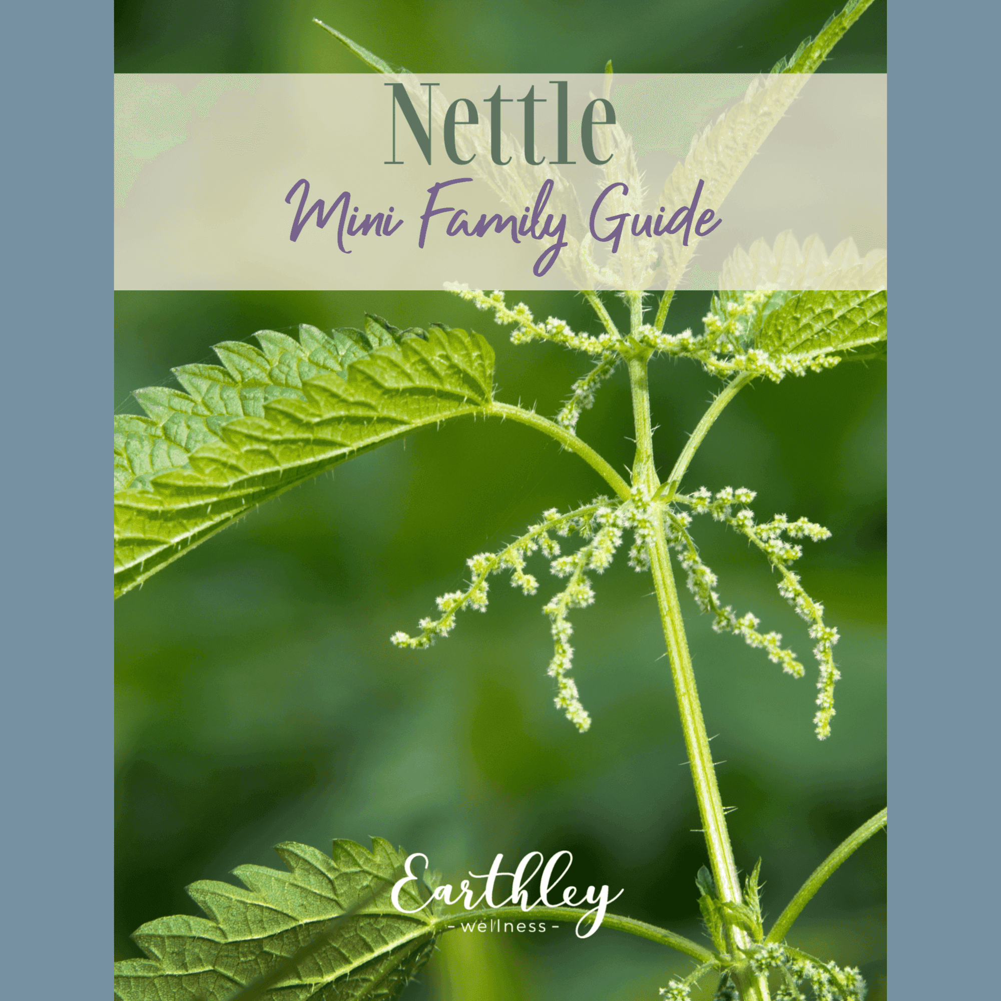 Nettle Mini Family Guide cover featuring bright green nettle plant with serrated pointed leaves and small white green flower clusters in soft focus background