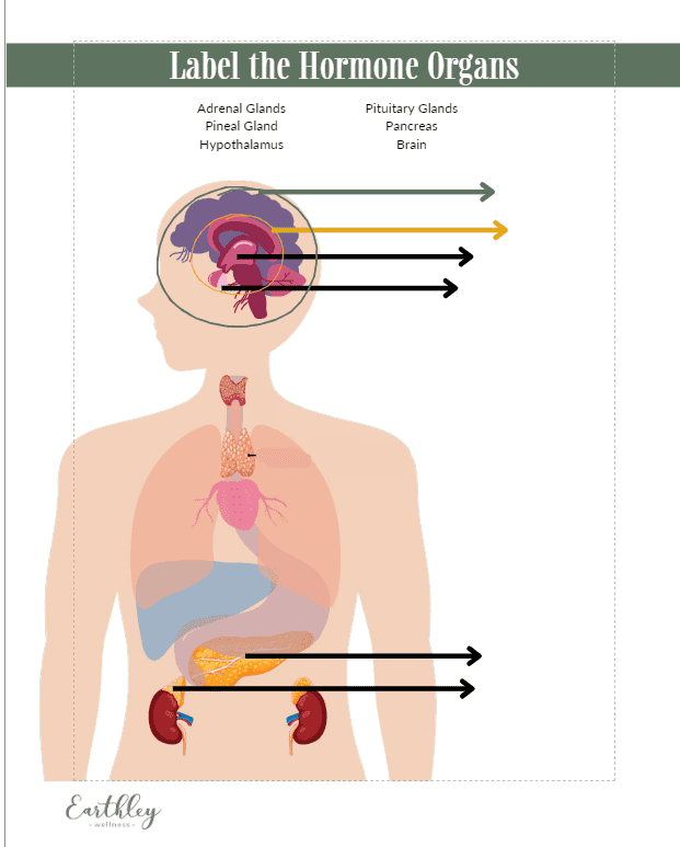 Label the Hormone Organs activity page showing outline of human body with arrows pointing to endocrine glands for children to label