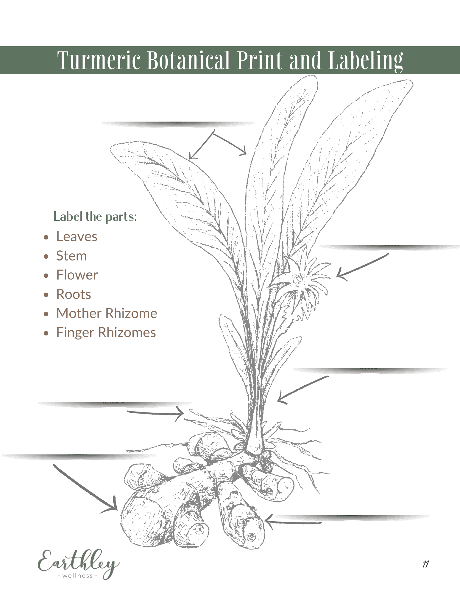 Turmeric Botanical Print and Labeling activity page with sage green header showing gray pencil sketch illustration of turmeric plant with leaves, stem, flower, and tan root rhizomes