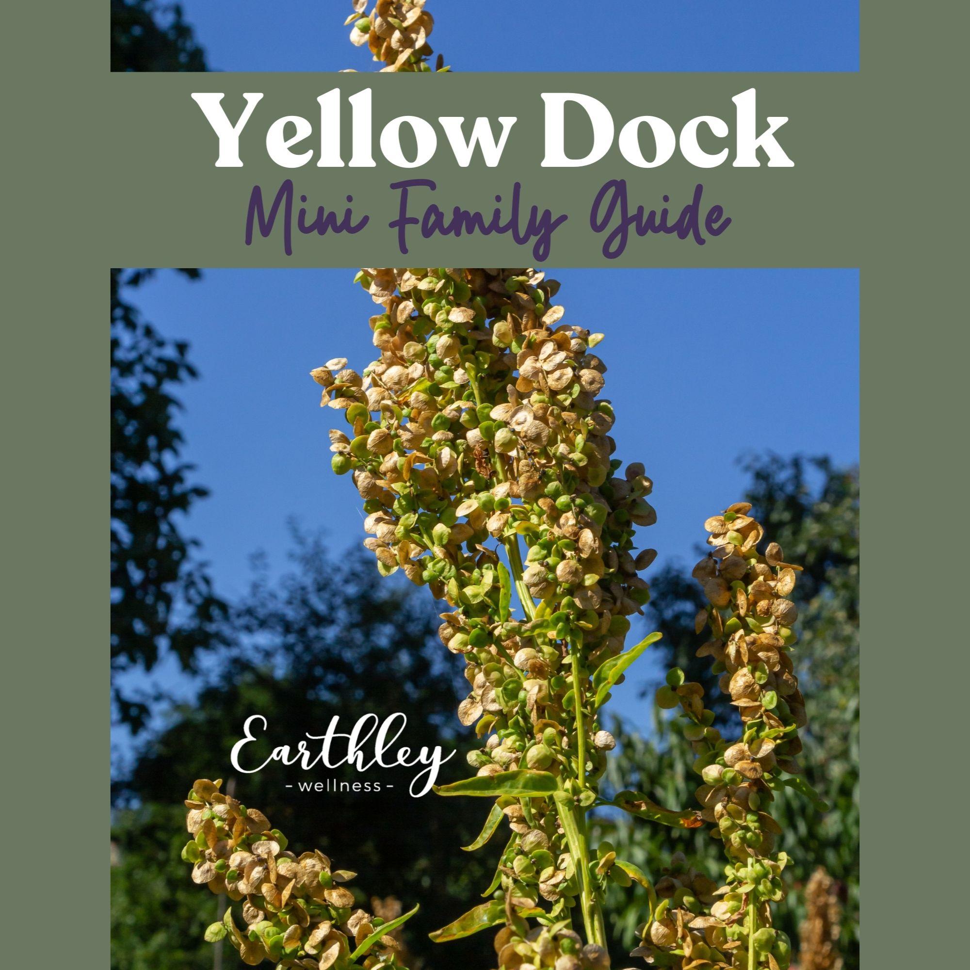Yellow Dock Formatted Guide Cover educational guide
