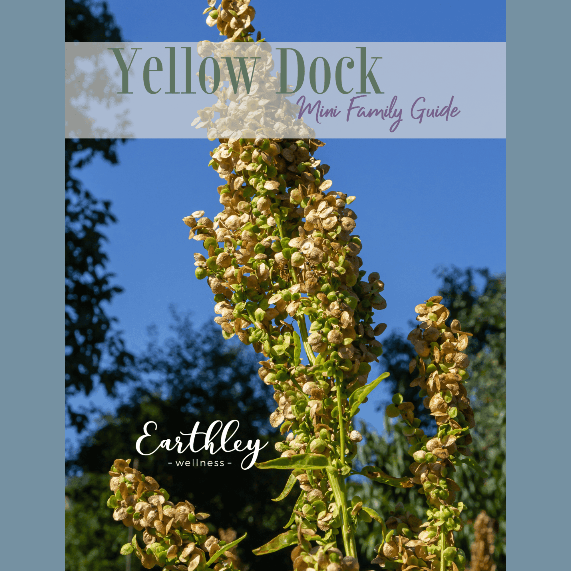 Yellow Dock Mini Family Guide cover featuring yellow dock plant with cream-colored flower clusters against blue sky