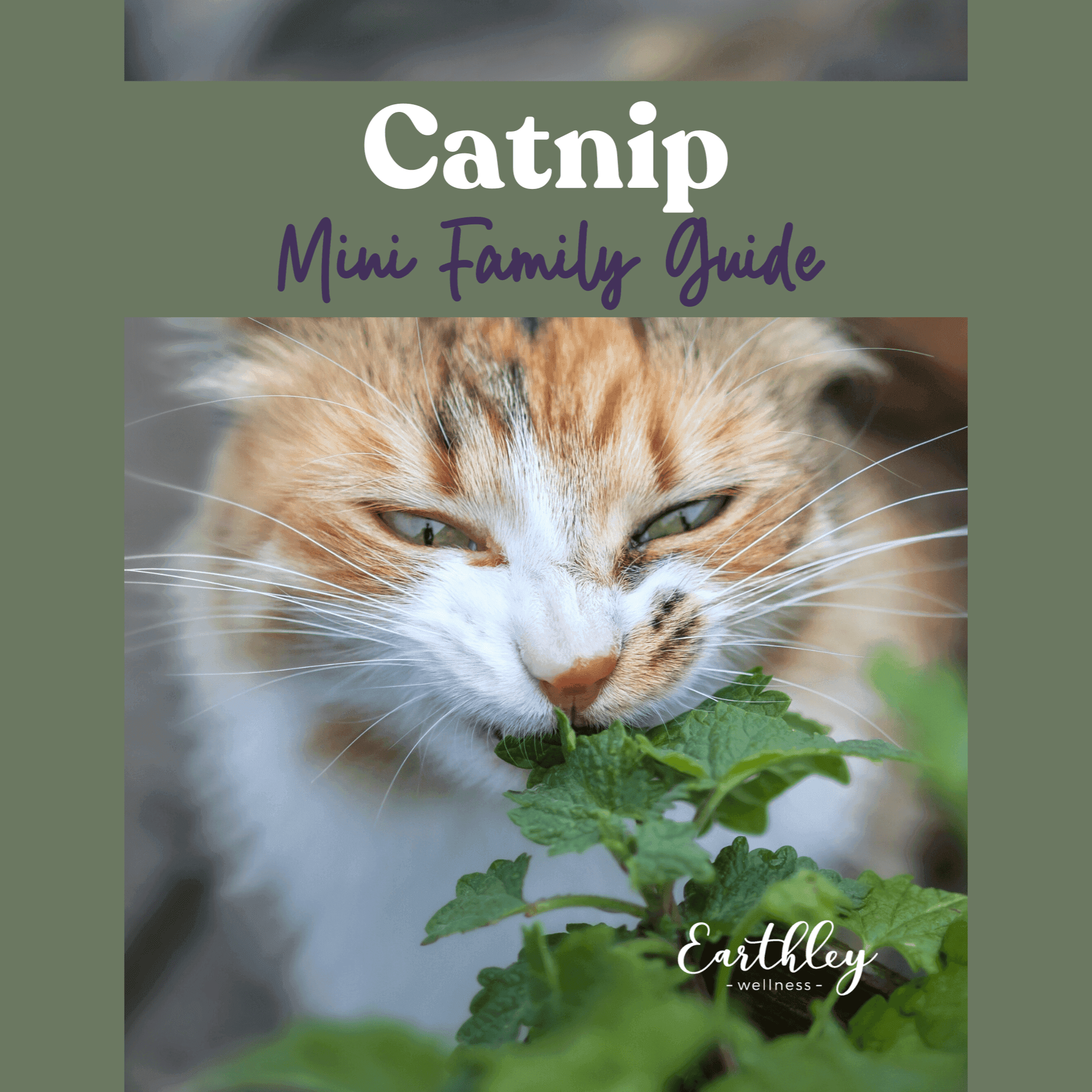 Earthley Catnip Mini Family Guide cover with orange and white tabby cat sniffing green catnip plant outdoors