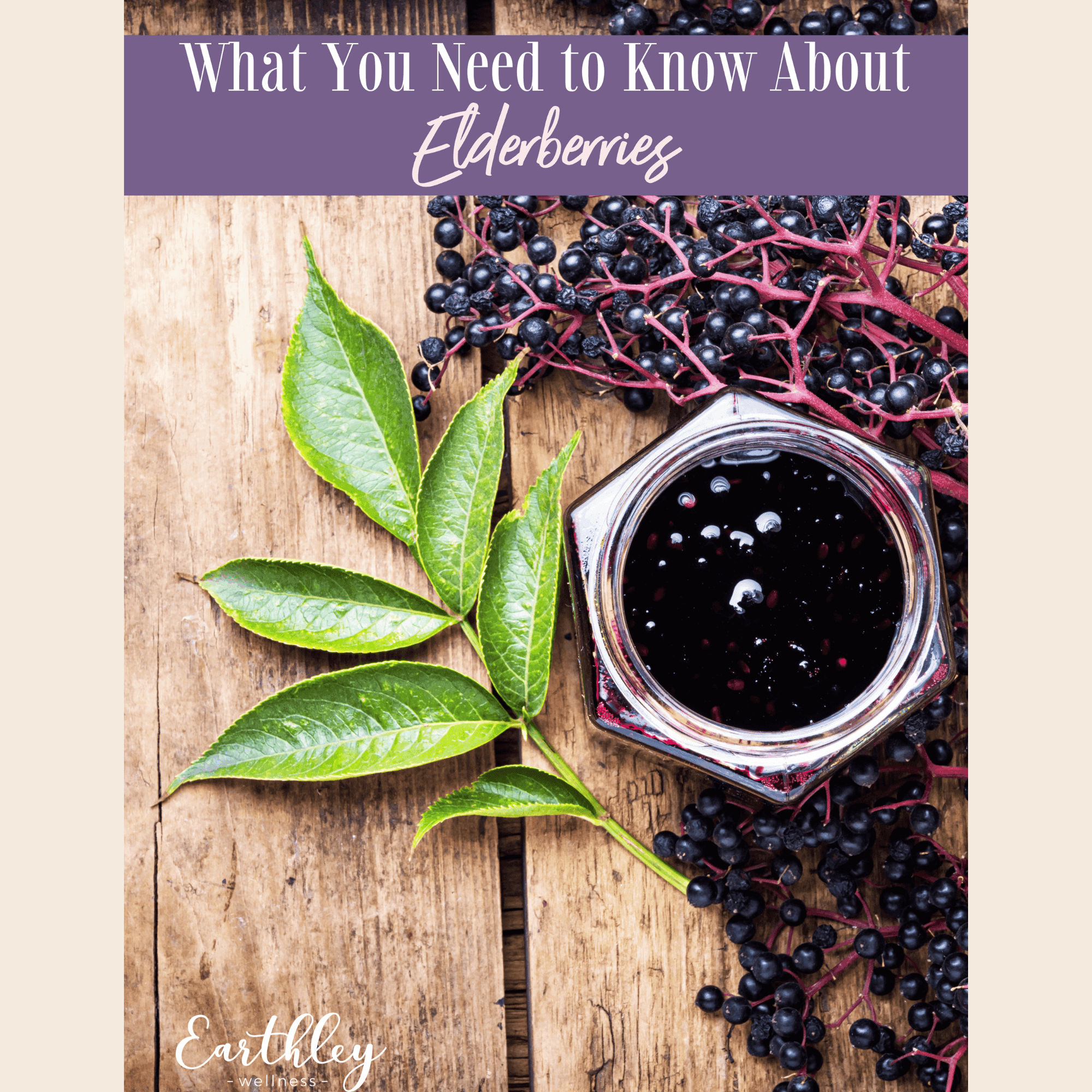 Elderberries ingredient blog header showing clusters of dark purple elderberries on branch with green leaves in natural outdoor setting