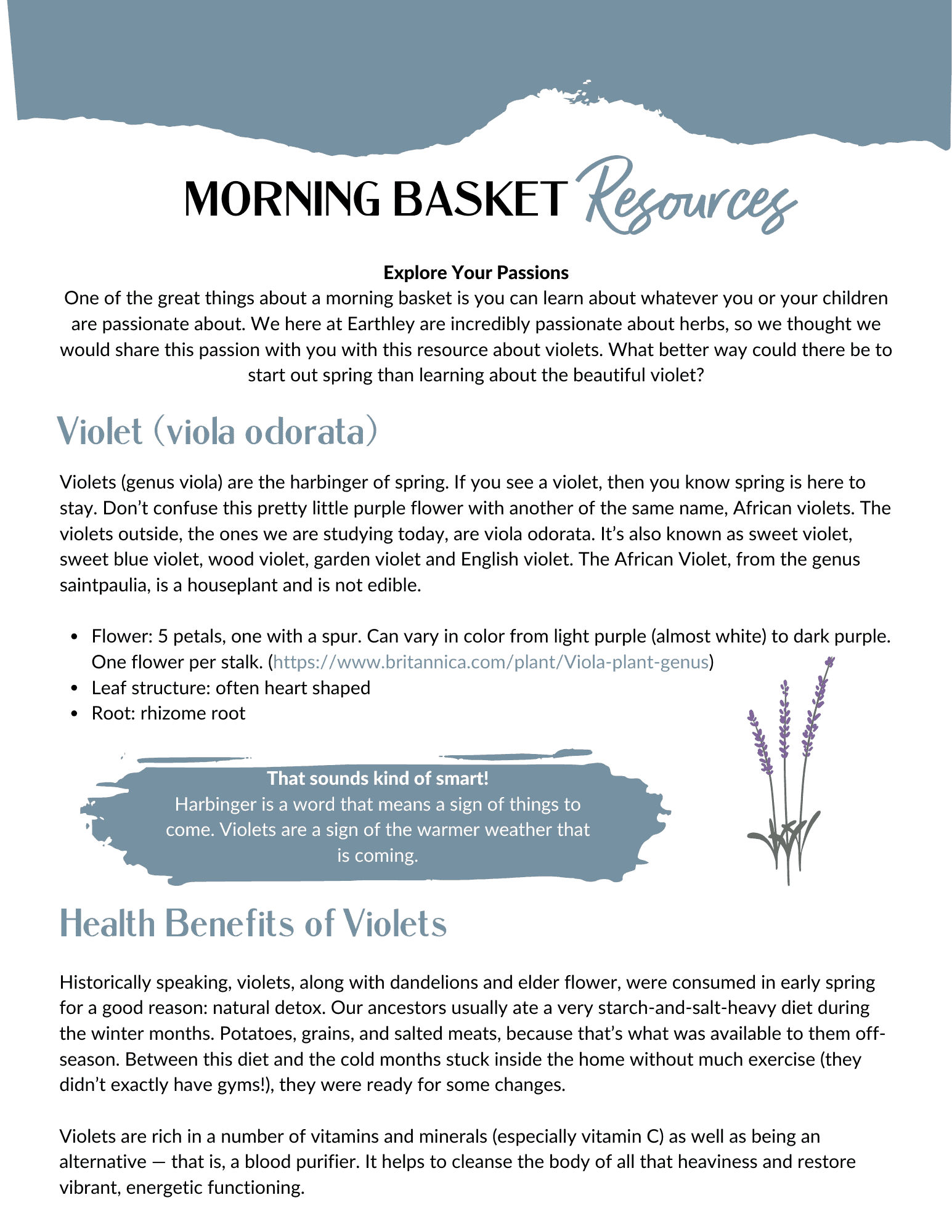 Earthley Morning Basket Resources Violet guide page with slate blue header showing purple violet flower illustrations with Health Benefits of Violets and botanical information on cream background