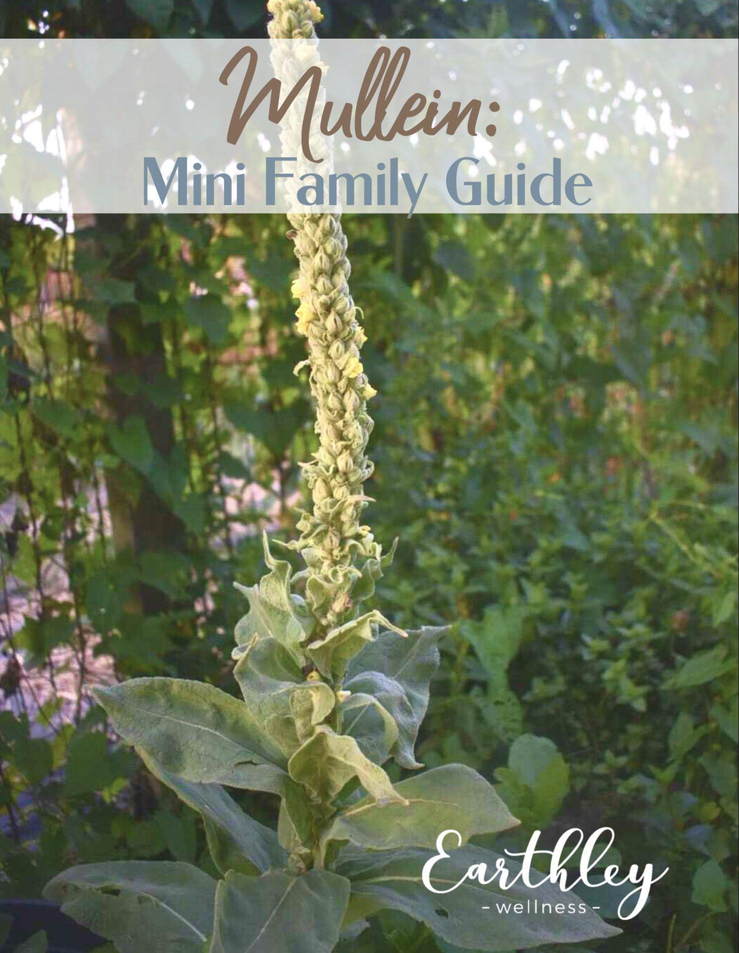 Earthley Mullein Mini Family Guide cover showing tall green mullein plant with yellow flower spike in outdoor garden setting with sage green border