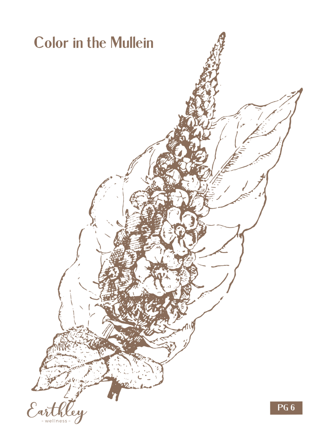 Earthley Color in the Mullein coloring page with brown sepia outlined mullein plant and flower illustration on cream white background