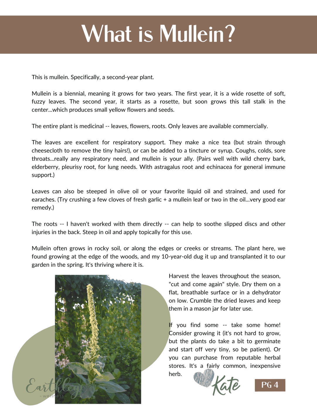 Earthley What is Mullein guide page with slate blue gray header showing green mullein plant leaf photos with medicinal benefits and uses on cream background